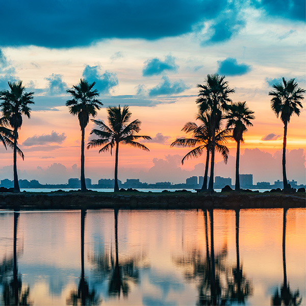 miami-palms